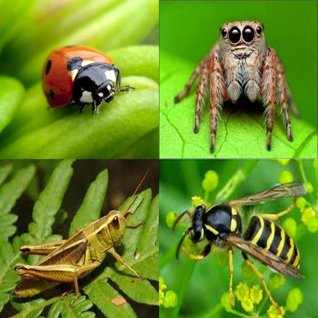 Раскраски Насекомые