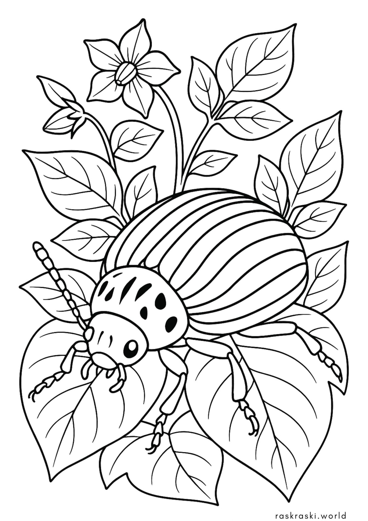 Раскраска Колорадский жук Раскраска Колорадский жук