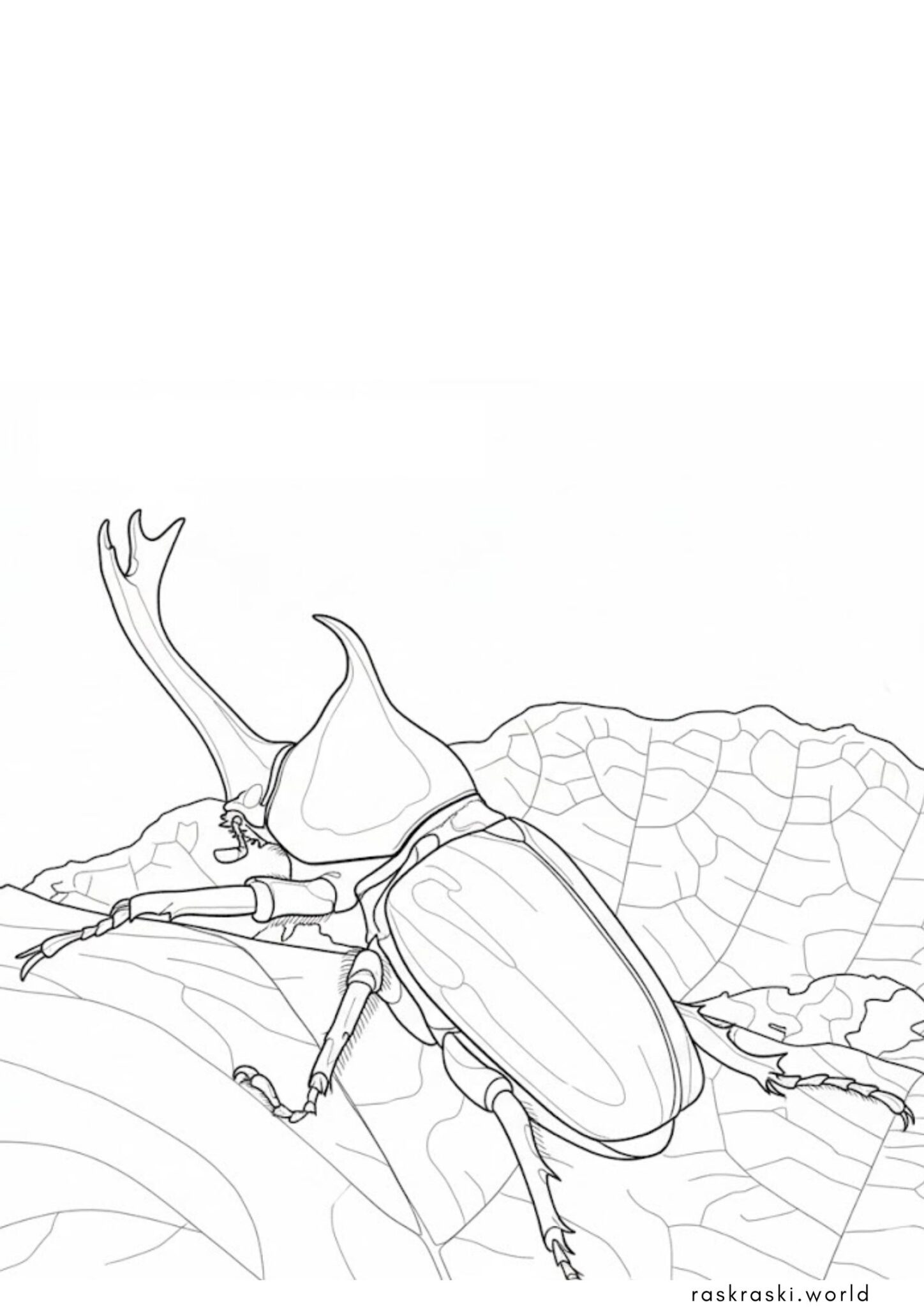 Раскраска Жук носорог Раскраска Жук носорог