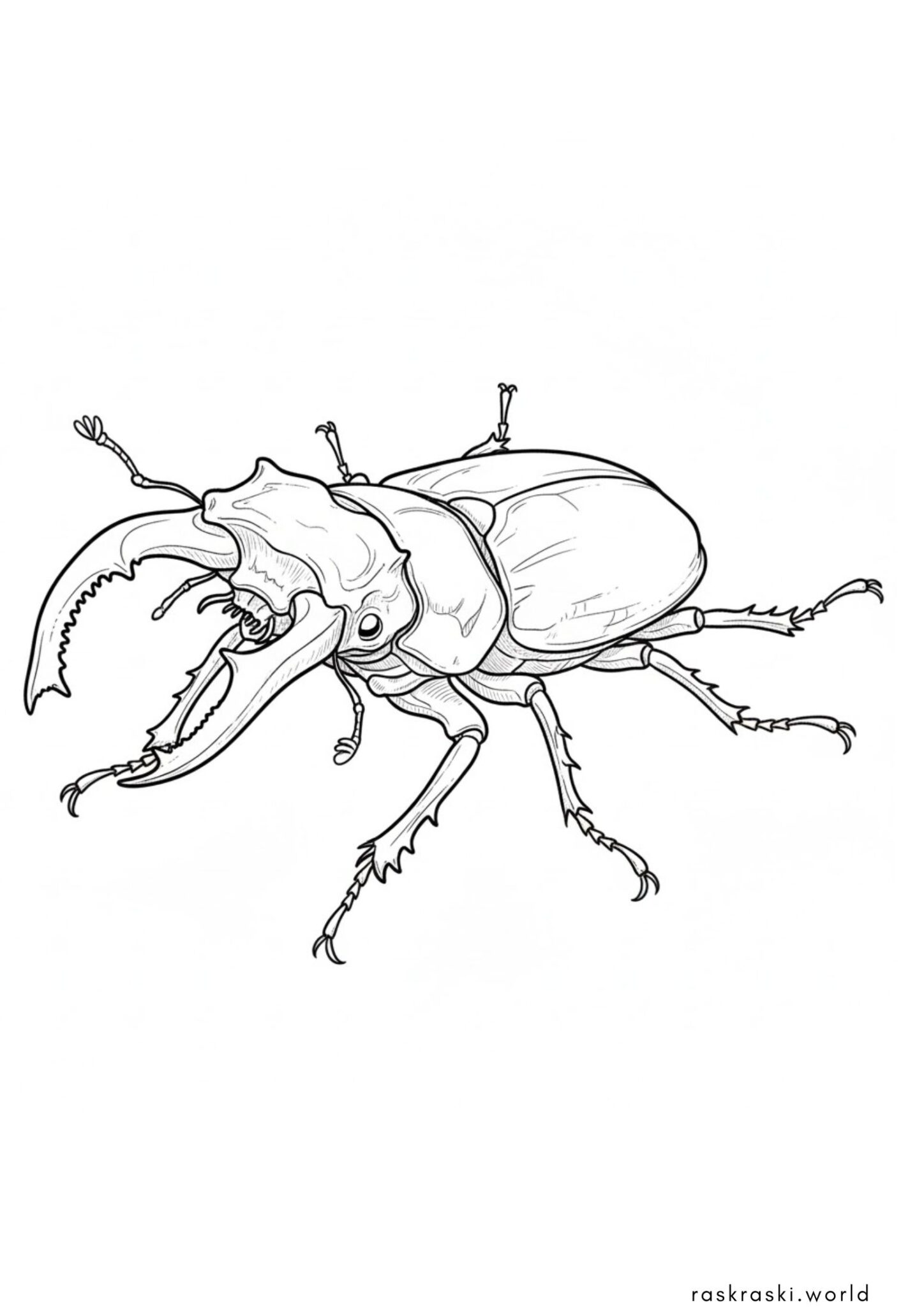 Раскраска Жук олень Раскраска Жук олень