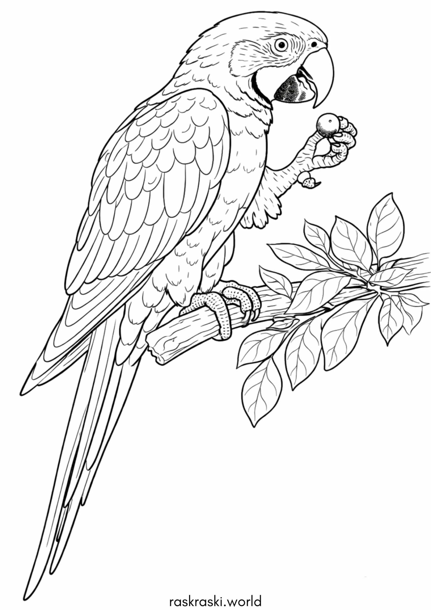 Раскраска Попугай Ара