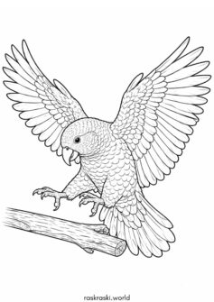 Попугай Кеа