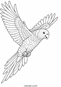 Попугай Лори