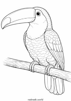 Попугай Тукан