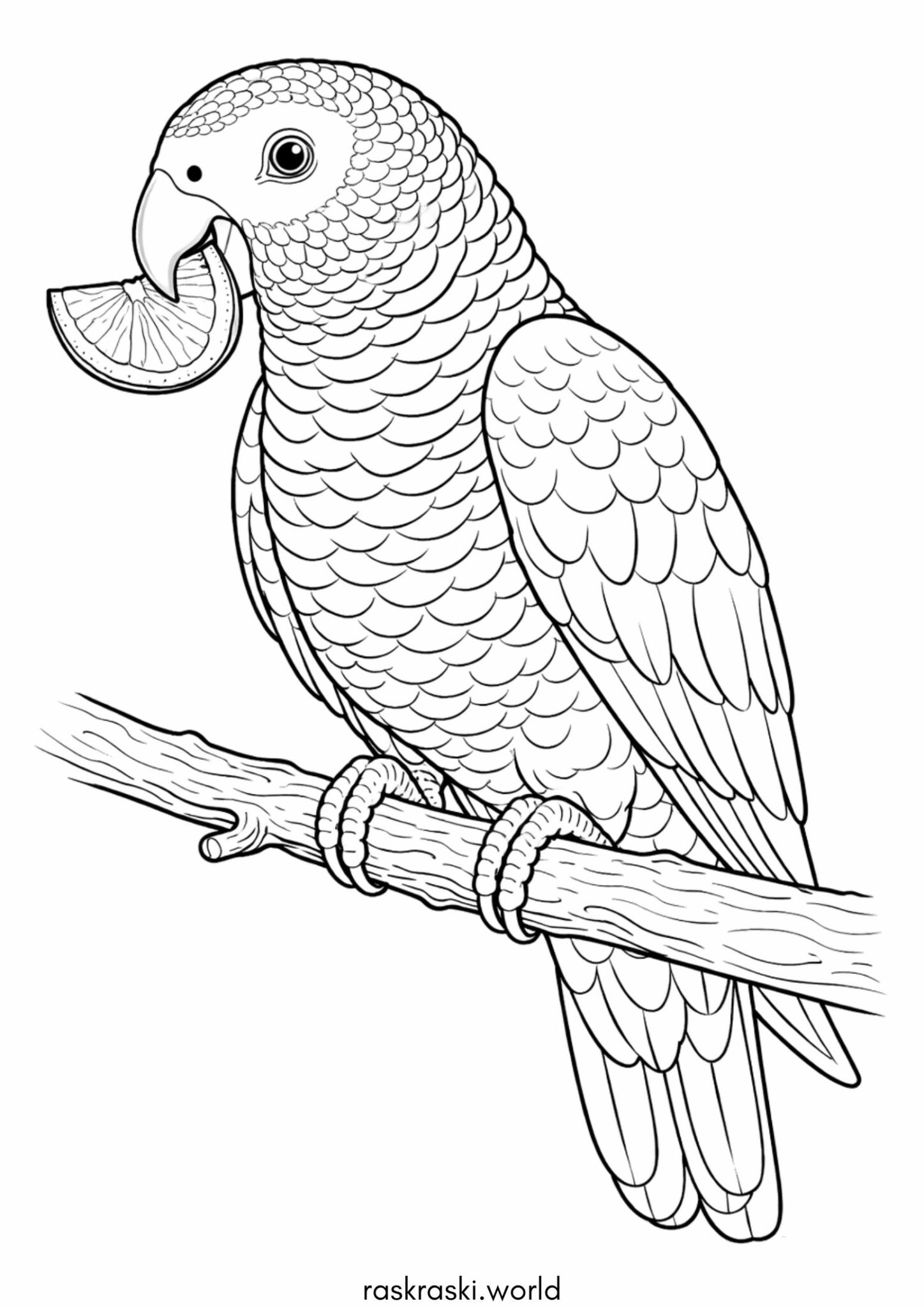 Раскраска Попугай Жако