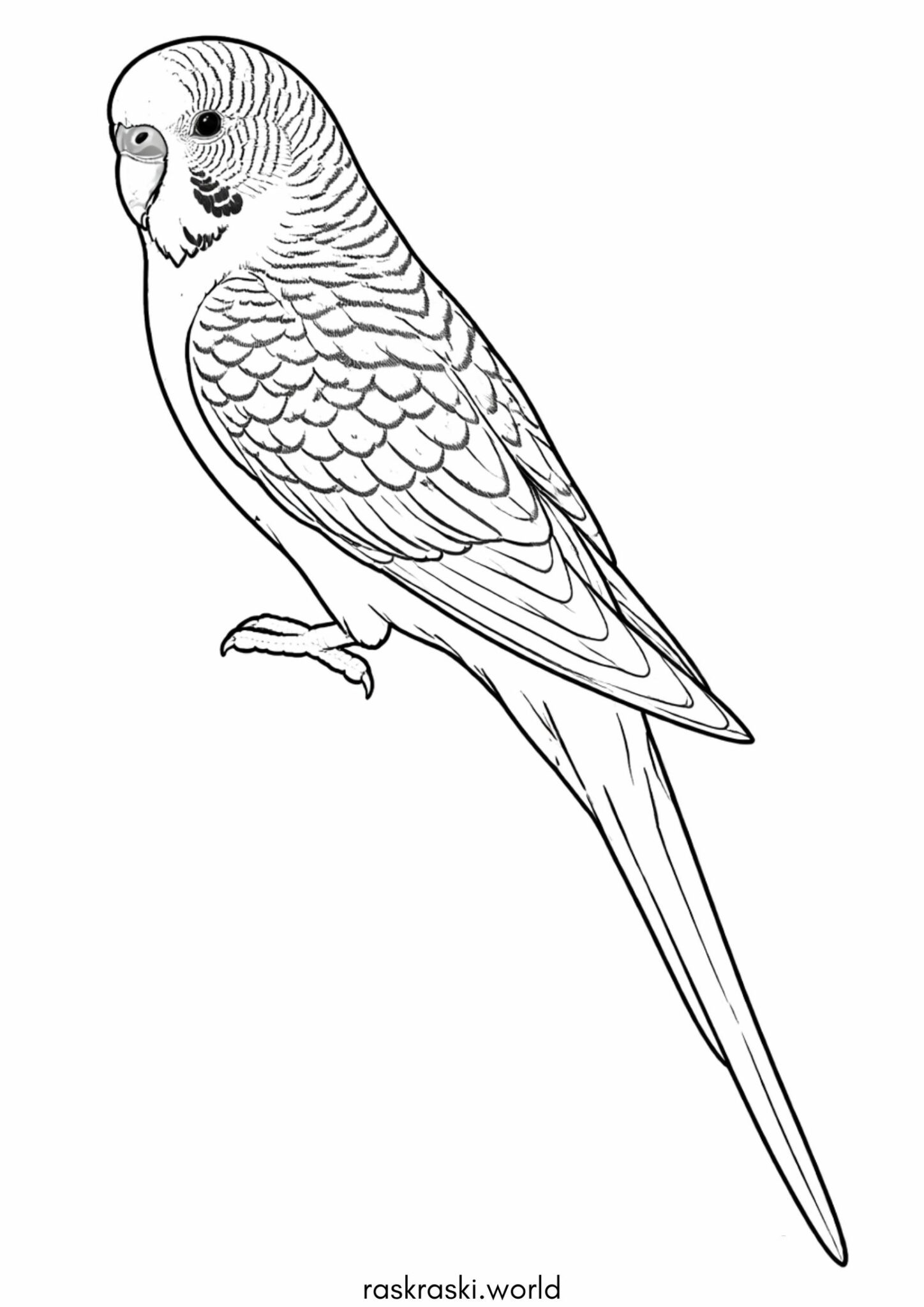 Раскраска Волнистый попугай