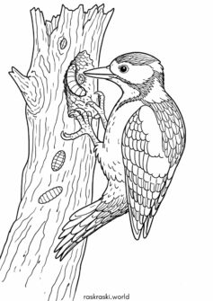 Птица — дятел