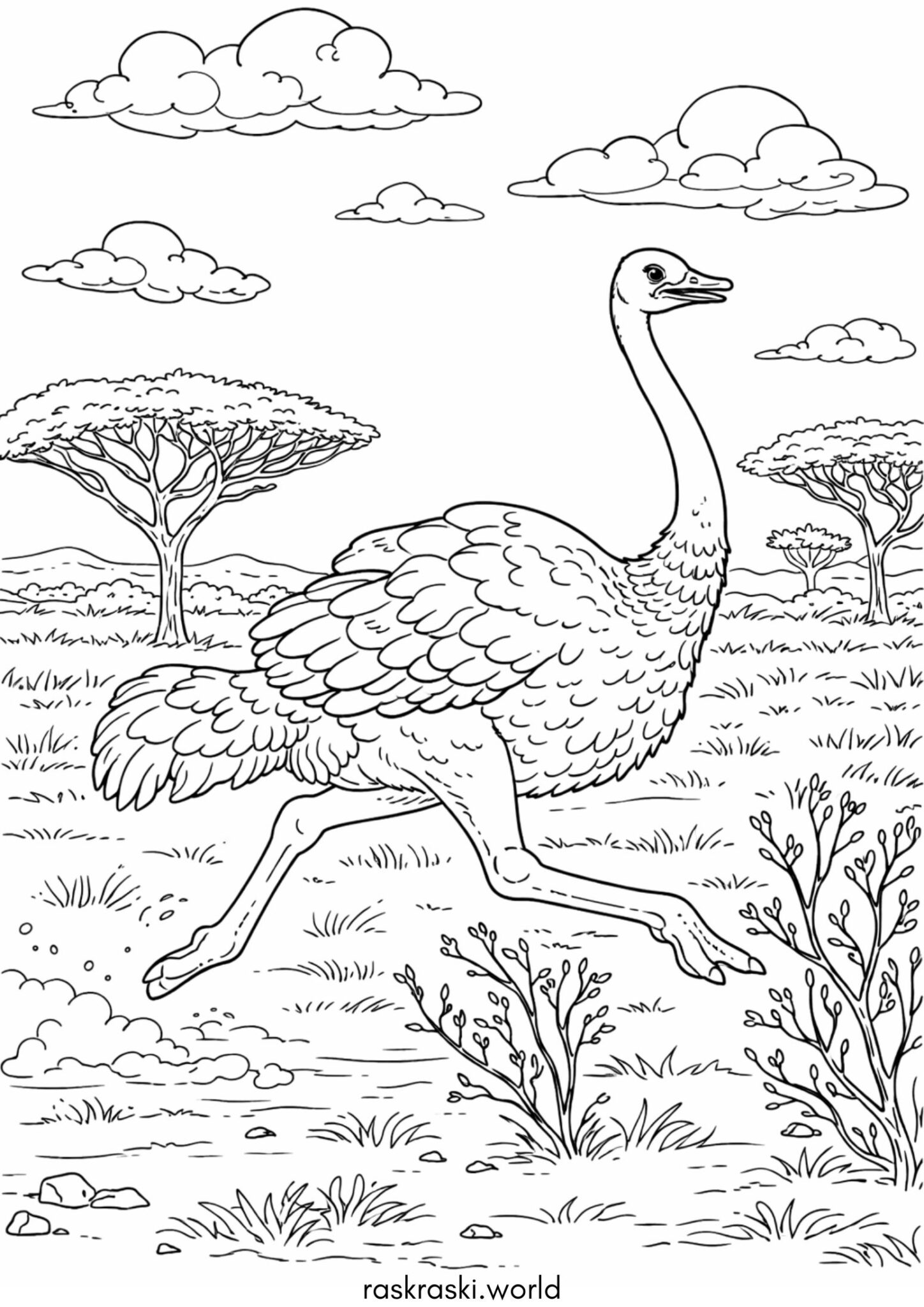 Раскраска Птица – страус