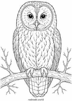 Птица – реалистичная сова