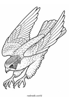 Птица — сокол